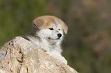 AKITA INU 065